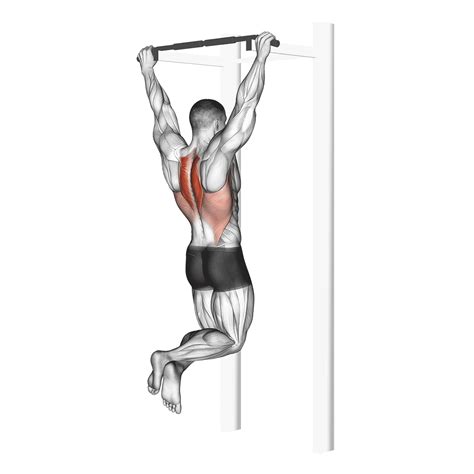 Scapular Pull Ups Benefits Muscles Worked And More Inspire Us