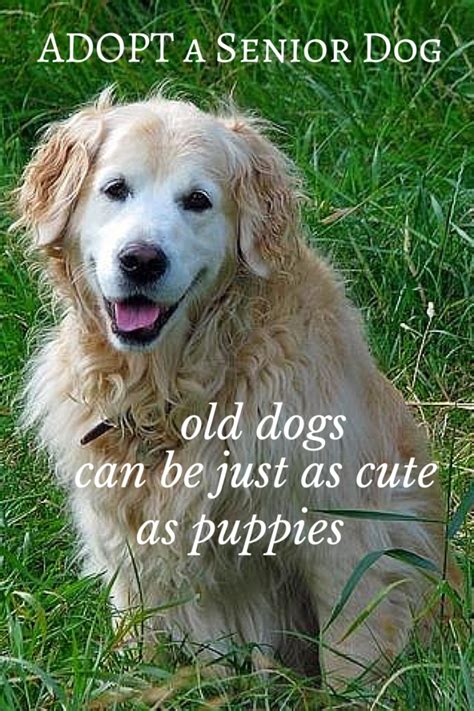 Adopt A Senior Dog Golden Woofs
