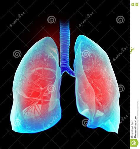 The Highlighted Human Lung Stock Illustration Illustration Of Body