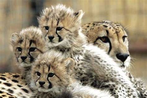 Endangered Cheetah Cubs Abc News Australian Broadcasting Corporation