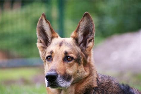 Maybe you would like to learn more about one of these? Can I Give My Dog Tylenol? | Canna-Pet®