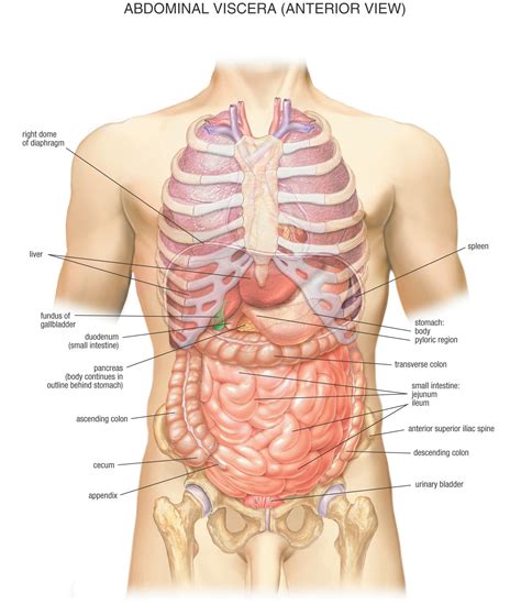 The opening in the face which consists of the lips and the space between them, or the space behind which contains the teeth and the tongue. Anatomy Of The Front Of The Human Body Stomach Area The ...