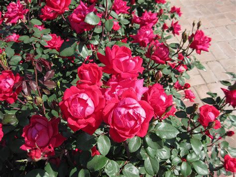 We did not find results for: How to Keep Knockout Roses Blooming Through Fall | Dengarden