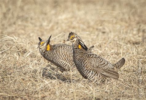 Greater Prairie Chickens Males On The Lek This Stand Off Flickr