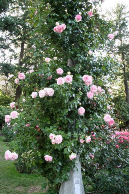 Eden Rose Ideas Beautiful Gardens Rose Garden Landscape Eden Rose