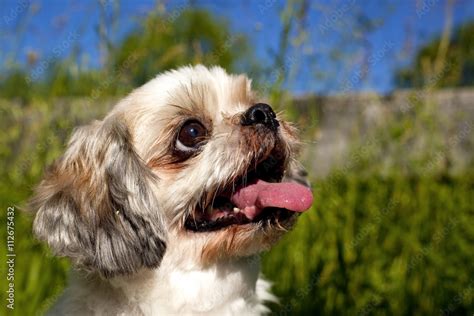 Why Is My Shih Tzu Puppy Panting