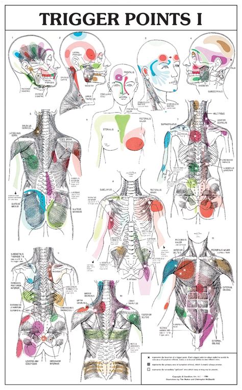 Printable Trigger Points Chart