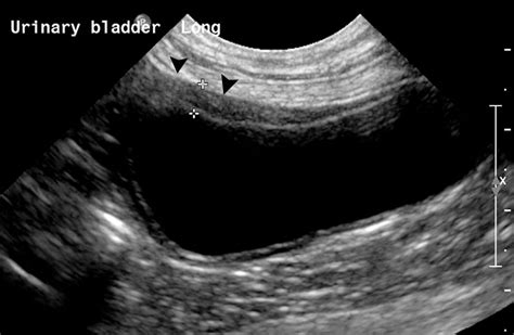 Small Animal Abdominal Ultrasonography The Urinary Tract Urinary