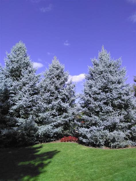 Evergreen Trees Buy Colorado Trees Online Evergreens For Sale Buy