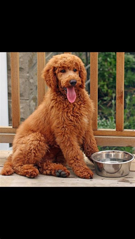 The goldendoodle is a cross between a golden retriever and a poodle. Pin on Poodle divas