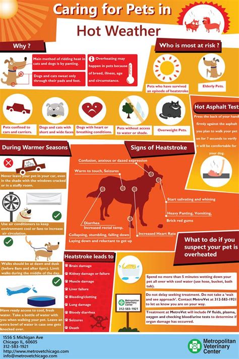 You must provide proper care to any animal you keep as a pet. 87 best images about Pet Care: Spring & Summer on Pinterest