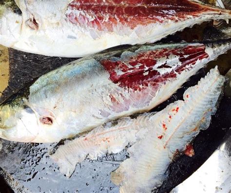 Oleh itu, kalau tak mahu jari anda yang cantik tu terluka, rupanya ada cara lain untuk siat kulit ikan cencaru tu dengan selamat. Guna Surat Khabar, Cara Mudah Untuk Siat Kulit Ikan ...