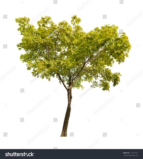 Green Maple Tree Isolated On White Background Stock Photo 117716161