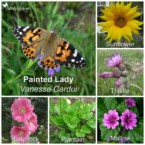 Want Butterflies Plant Host Plants Butterfly Lady