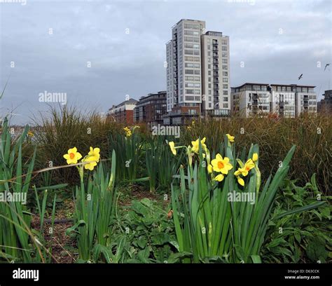 Unseasonably warm December weather has caused the early bloom of a
