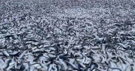 Tons Of Dead Fish Wash Up Months After Fukushima Nuclear Plant Releases