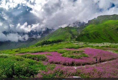 Valley Of Flowers Trek 2021 Valley Of Flowers Trekking Guide Route Tips