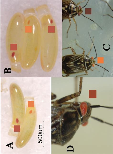 Genetics Of A Sex Linked Recessive Red Eye Color Mutant Of The Tarnished Plant Bug Lygus Lineolaris