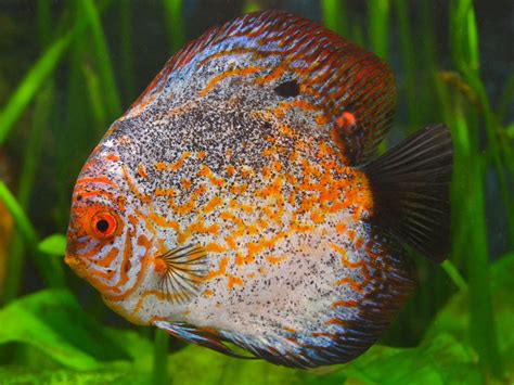 The Discus By Jon Lier 500px Discus Tropical Freshwater Fish