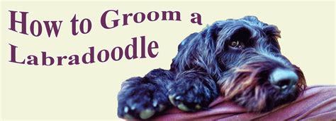 See more ideas about labradoodle grooming, labradoodle, diy dog stuff. How to Groom a Labradoodle - All for pet owners