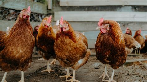 Cdc Reports Small Pa Salmonella Outbreak Likely Linked To Backyard Poultry