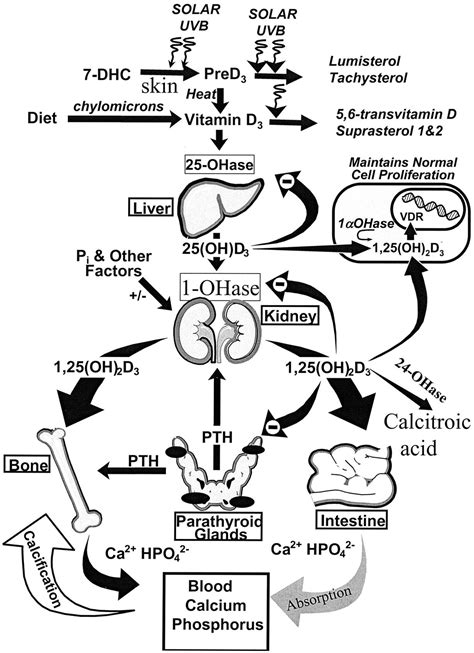 Metabolism of vitamin d and the vdr. Schematic diagram of cutaneous production of vitamin D and ...