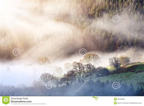 Morning Mist Forest Landscape Stock Photo Image Of