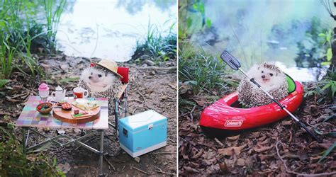 azuki the adorable pygmy hedgehog goes camping in this cute photo shoot