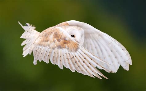 Owl Flying Wallpaper 66 Images