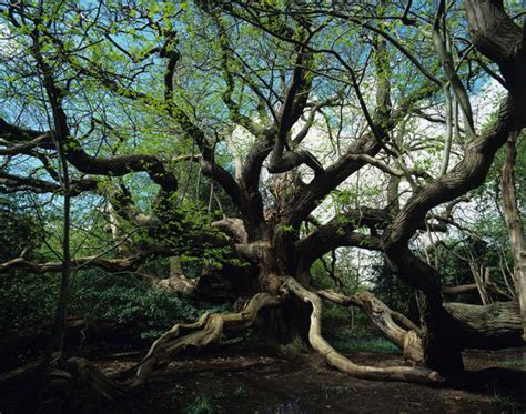 Here is some trees from the nearby atkinson. Chestnut Tree Pictures