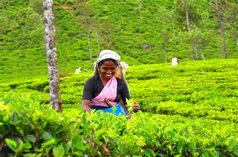 Tea Pluckers In Sri Lankas Tea Fields Chai