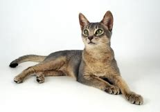 Cat coloring pages are a fun way for kids of all ages, adults to develop creativity, concentration, fine motor skills, and color recognition. Download Abyssinian Cat coloring for free - Designlooter ...