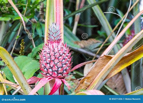 Dwarf Mini Pink Pineapple Stock Photo Image Of Monocot 85071436