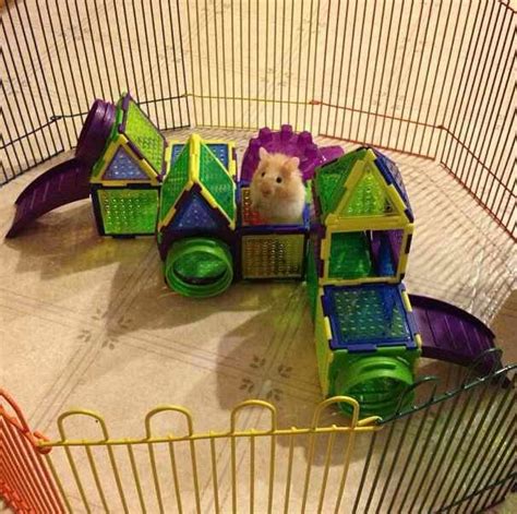 Pin By Annie On Aminals Hamster Habitat Hamster Toys Cute Hamsters