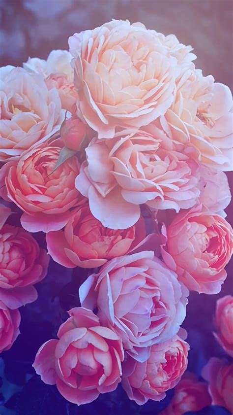 Rose Gold Aesthetic Flower Wallpaper