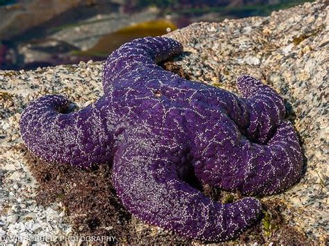 Purple Sea Star Pisaster Ochraceus Sea Star Purple Sea Creatures