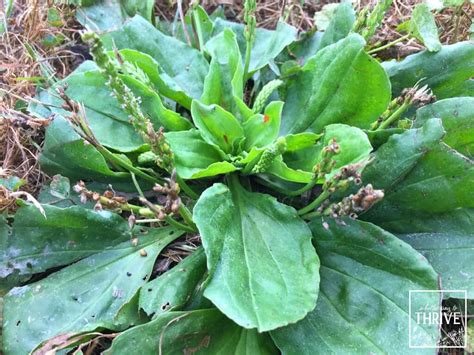 Your Guide To The Herb Plantain How To Identify And Use It