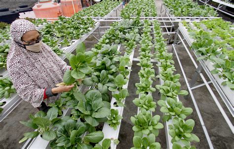 Urban Farming Dukung Ketahanan Pangan Indonesia Sijori Id