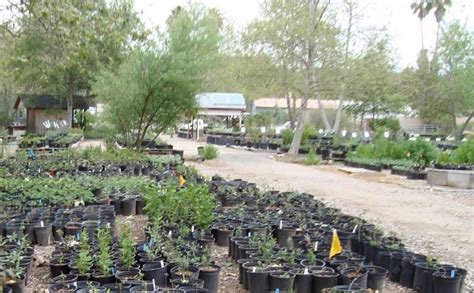 Explore our collection of california native plants we offer a range of plants that are native to the east bay at our nursery in tilden park. The public section of our Escondido plant nursery. All we ...