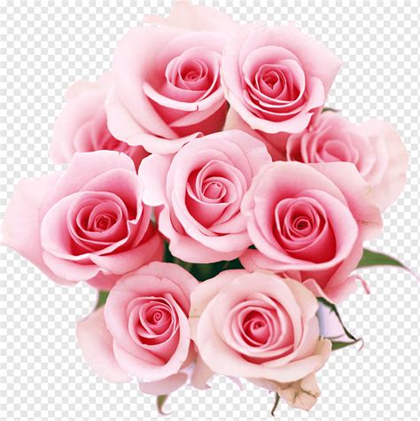 Explore more searches like bunga pink.png. Bunga Mawar Warna Pink, lainnya, ungu, merangkai bunga ...