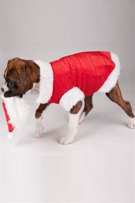 Top 20 Dogs Dressed As Santa