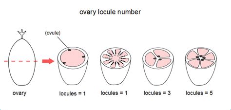 Ovary Locules