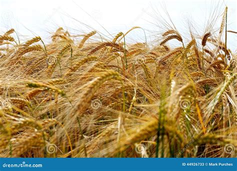 Barley Crop Seed Texture Stock Image Image Of Grass 44926733