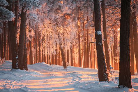 Sunny Winter Landscape Free Photo On Barnimages