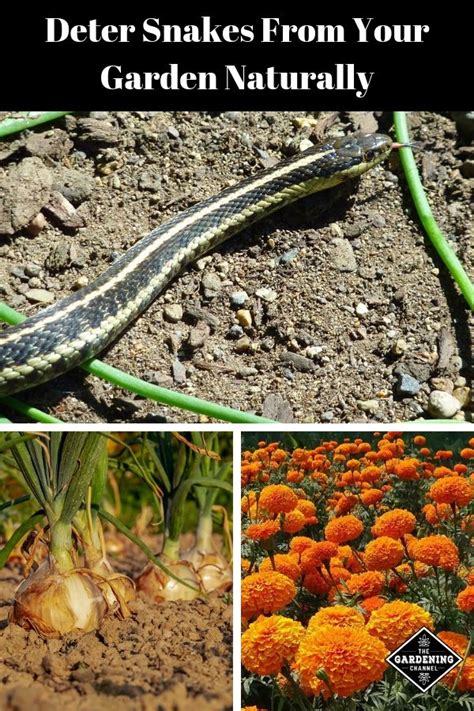 If snakes have overstayed their welcome in your yard and st. How to Keep Snakes Out of Your Garden - Gardening Channel ...