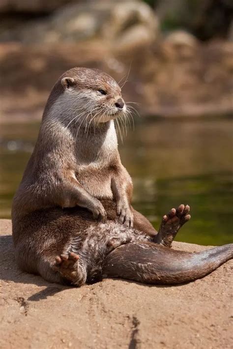 an otter sitting on top of a rock next to a body of water with its paws in the air