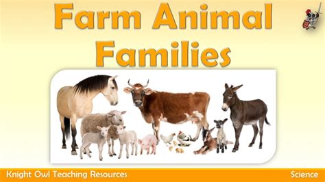 Farm Animal Families