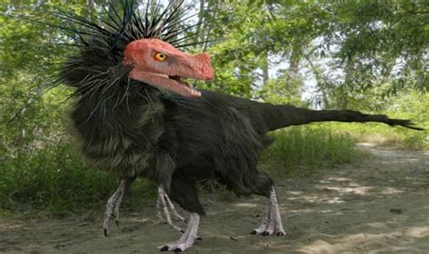 What Came First The Feather Or The Bird Prehistoric Mystery Solved