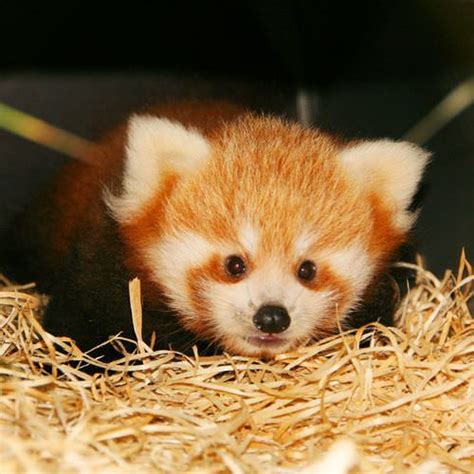 Cute Baby Red Panda Redpandas
