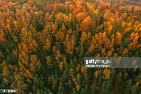 Pine Tree Top Photos And Premium High Res Pictures Getty Images
